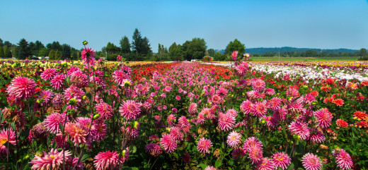 914166 (a): :3400x1575